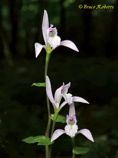 {Triphora trianthophoros}